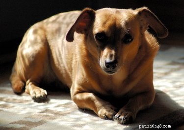 Key Symptoms to Watch After Your Dog Swallows a Rock