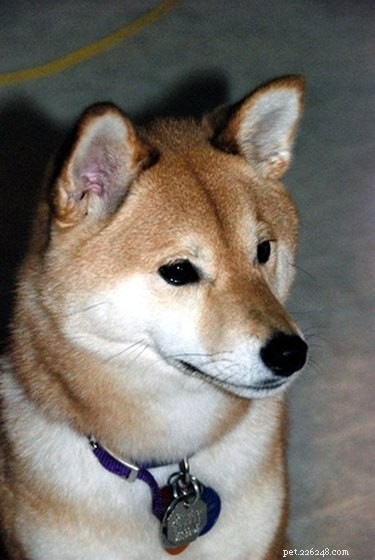 Why Do Puppies Show White Gums? Common Causes & What to Do