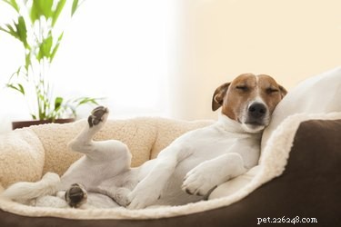 Canine Parkinson’s Disease: Symptoms, Causes, and Care
