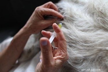 The Comprehensive 8‑in‑1 Dog Vaccine: What It Covers and Why It Matters
