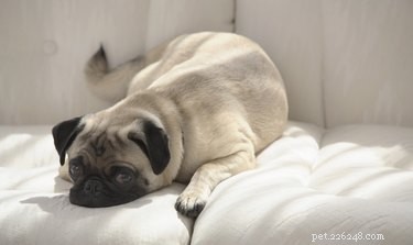 The Comprehensive 8‑in‑1 Dog Vaccine: What It Covers and Why It Matters