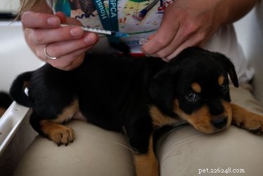 The Comprehensive 8‑in‑1 Dog Vaccine: What It Covers and Why It Matters