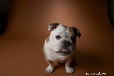 How to Determine if Your English Bulldog Is Pregnant: Signs & Vet Tips