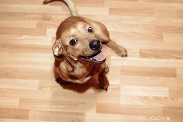 Caring for Your Chihuahua with an Upset Stomach: Quick, Safe Steps