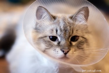 Spaying vs. Neutering: Key Differences Explained