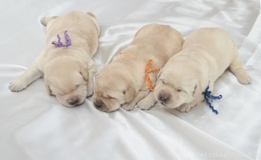 Can You Safely Feed Puppies Baby Formula? What You Need to Know