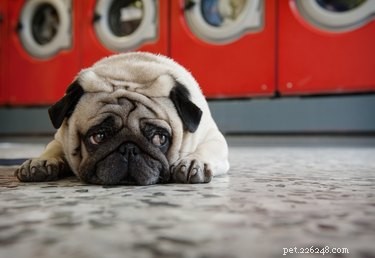 Key Heart-Health Warning Signs in Dogs: Symptoms You Shouldn t Ignore