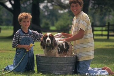 Using Selsun Blue on Dogs: Vet-Approved Guide to Allergy & Yeast Care