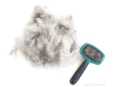 Unexpected Winter Dog Shedding: Causes, Management, and When to Consult a Vet