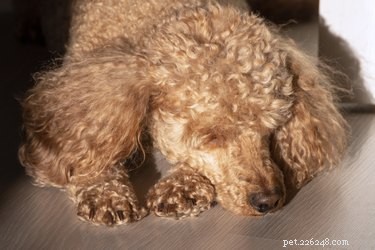 Unexpected Winter Dog Shedding: Causes, Management, and When to Consult a Vet
