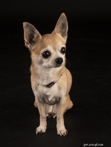Unexpected Winter Dog Shedding: Causes, Management, and When to Consult a Vet