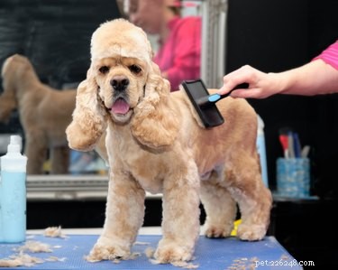 Unexpected Winter Dog Shedding: Causes, Management, and When to Consult a Vet