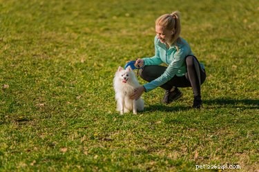 Unexpected Winter Dog Shedding: Causes, Management, and When to Consult a Vet