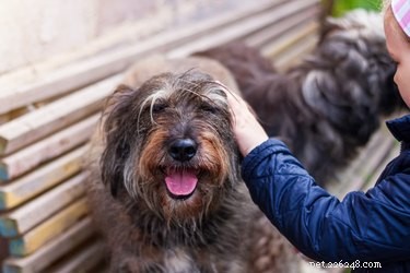 Unexpected Winter Dog Shedding: Causes, Management, and When to Consult a Vet