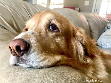 Recognizing End-Stage Canine Congestive Heart Failure: Essential Signs & Symptoms