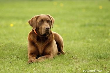 Safe, Vet‑Approved Ways to Remove Insects from Your Dog s Coat