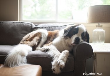 Safe, Vet‑Approved Ways to Remove Insects from Your Dog s Coat