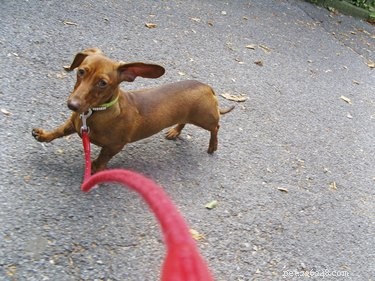 Effective, Vet-Approved Medications to Calm a Hyperactive Dog