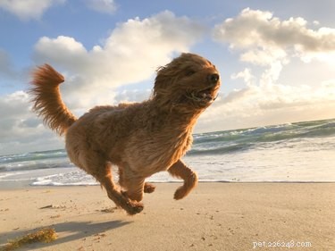 Effective, Vet-Approved Medications to Calm a Hyperactive Dog