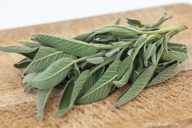Is Sage Safe for Dogs? A Comprehensive Guide
