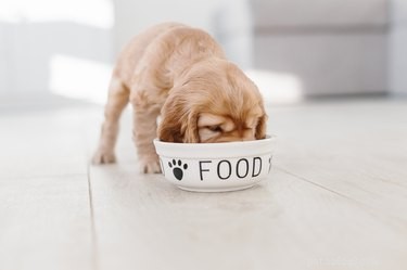Is Sage Safe for Dogs? A Comprehensive Guide