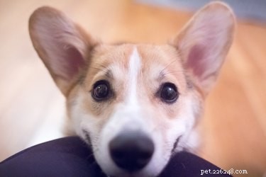 Key Indicators Your Dog Is About to Give Birth