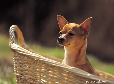 Key Signs of Diabetes in Chihuahuas: Early Detection & Care