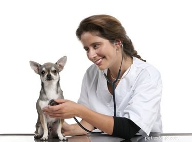 Effective Home Remedies for Chihuahua Skin Care and Allergy Relief