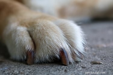 Proper Care for Dogs After a Nail Injury: A Guide