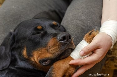 Proper Care for Dogs After a Nail Injury: A Guide