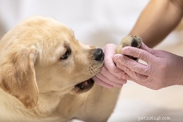 Proper Care for Dogs After a Nail Injury: A Guide