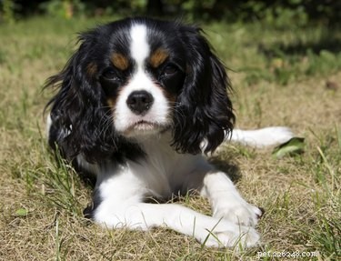 How to Spot Inbreeding in Dogs: Warning Signs and Health Risks