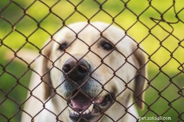 Choosing the Best Ground Cover for Your Dog Run: Safety, Comfort, and Maintenance