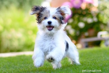 Choosing the Best Ground Cover for Your Dog Run: Safety, Comfort, and Maintenance
