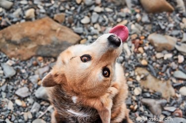 Choosing the Best Ground Cover for Your Dog Run: Safety, Comfort, and Maintenance