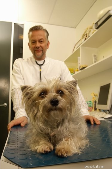 When to Consider Euthanasia for Your Dog: Key Signs to Watch