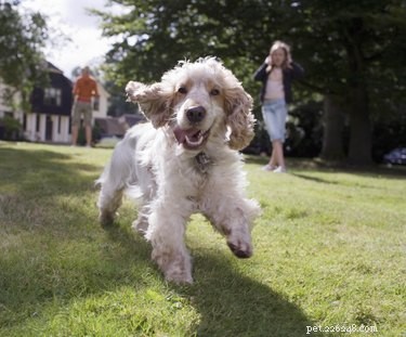 Create an Affordable, Easy-to-Construct Dog Run