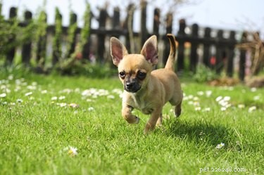 Create an Affordable, Easy-to-Construct Dog Run