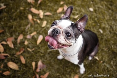 Top Low-Maintenance Dog Breeds for Easy Care