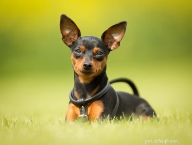 Top Low-Maintenance Dog Breeds for Easy Care