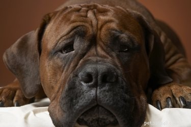Immediate Steps If Your Dog Eats Weed Killer – Quick Response & Vet Care