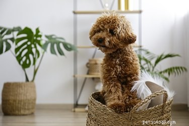 Essential Care Guide for Raising a Healthy Maltipoo Puppy