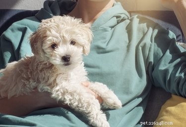 Essential Care Guide for Raising a Healthy Maltipoo Puppy