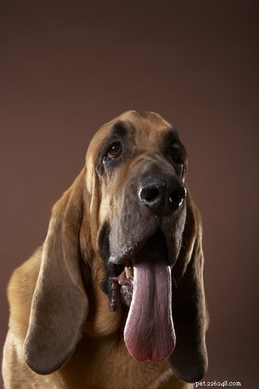 When Your Dog s Tongue Turns White: Causes, Symptoms, and Urgent Care