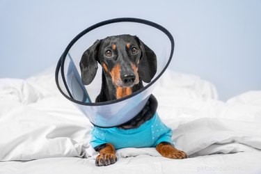 Prevent Your Dog from Licking Stitches: Simple, Safe Tips