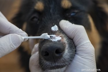 Prevent Your Dog from Licking Stitches: Simple, Safe Tips