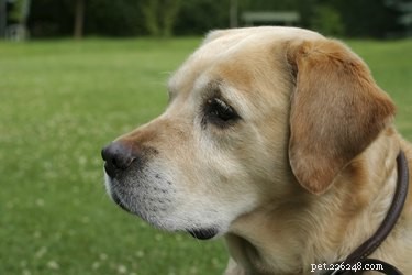Understanding and Managing Hair Loss in Labrador Retrievers