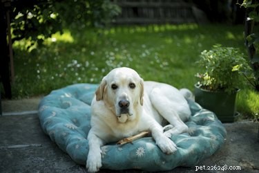 Understanding and Managing Hair Loss in Labrador Retrievers