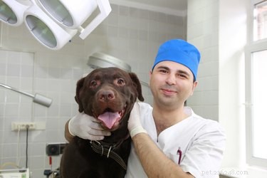 Understanding and Managing Hair Loss in Labrador Retrievers