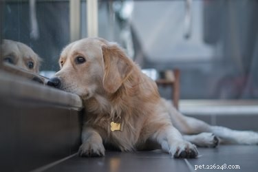 Recognizing Dog Shock: Signs, Causes, and Immediate Care